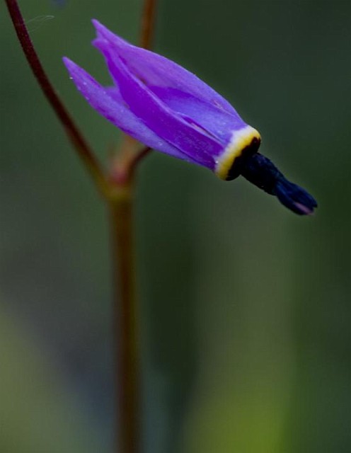 Dodocatheon - Shooting Star.jpg